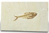Detailed Fossil Fish (Diplomystus) - Wyoming #318595-1